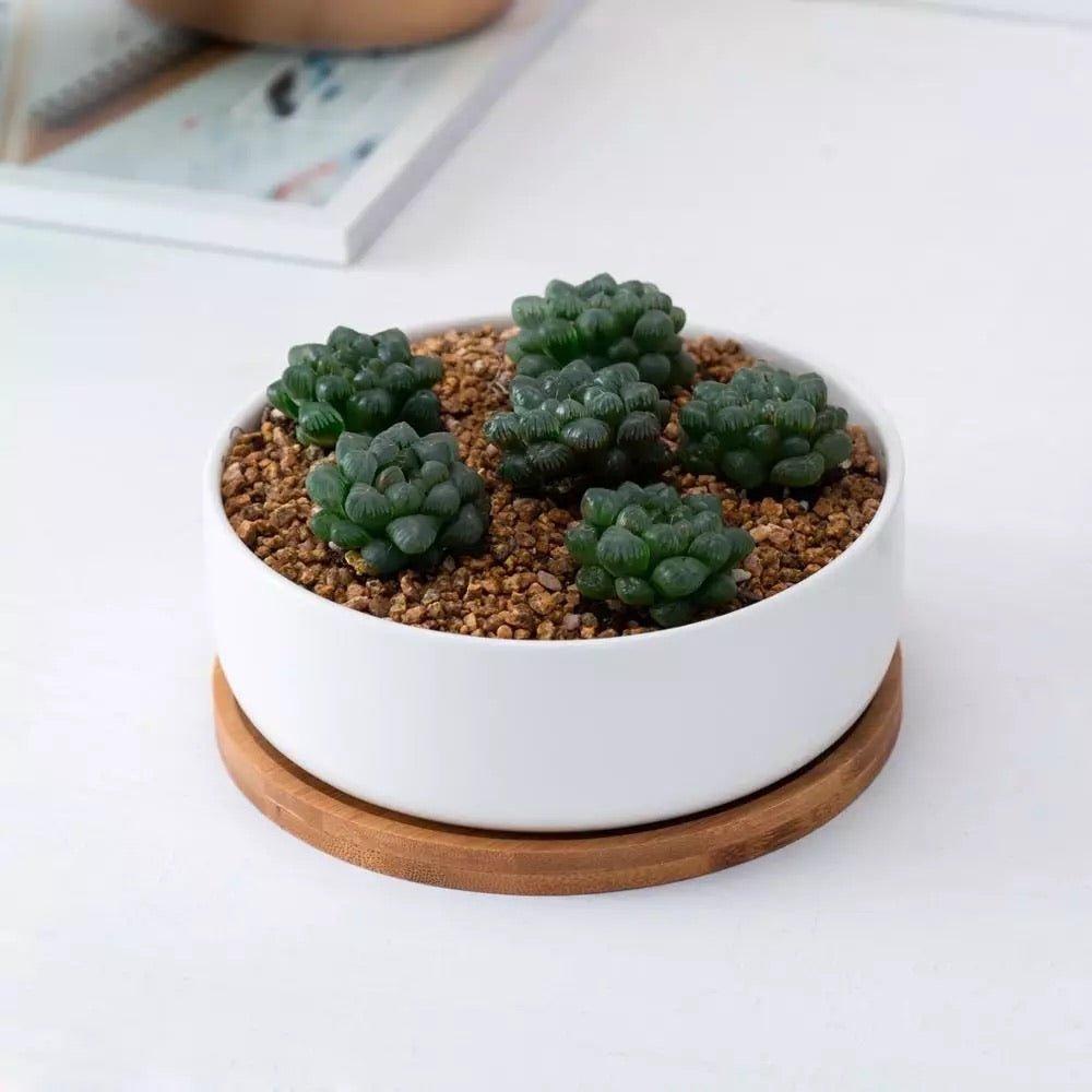 Round Succulent Dish with Bamboo Saucer