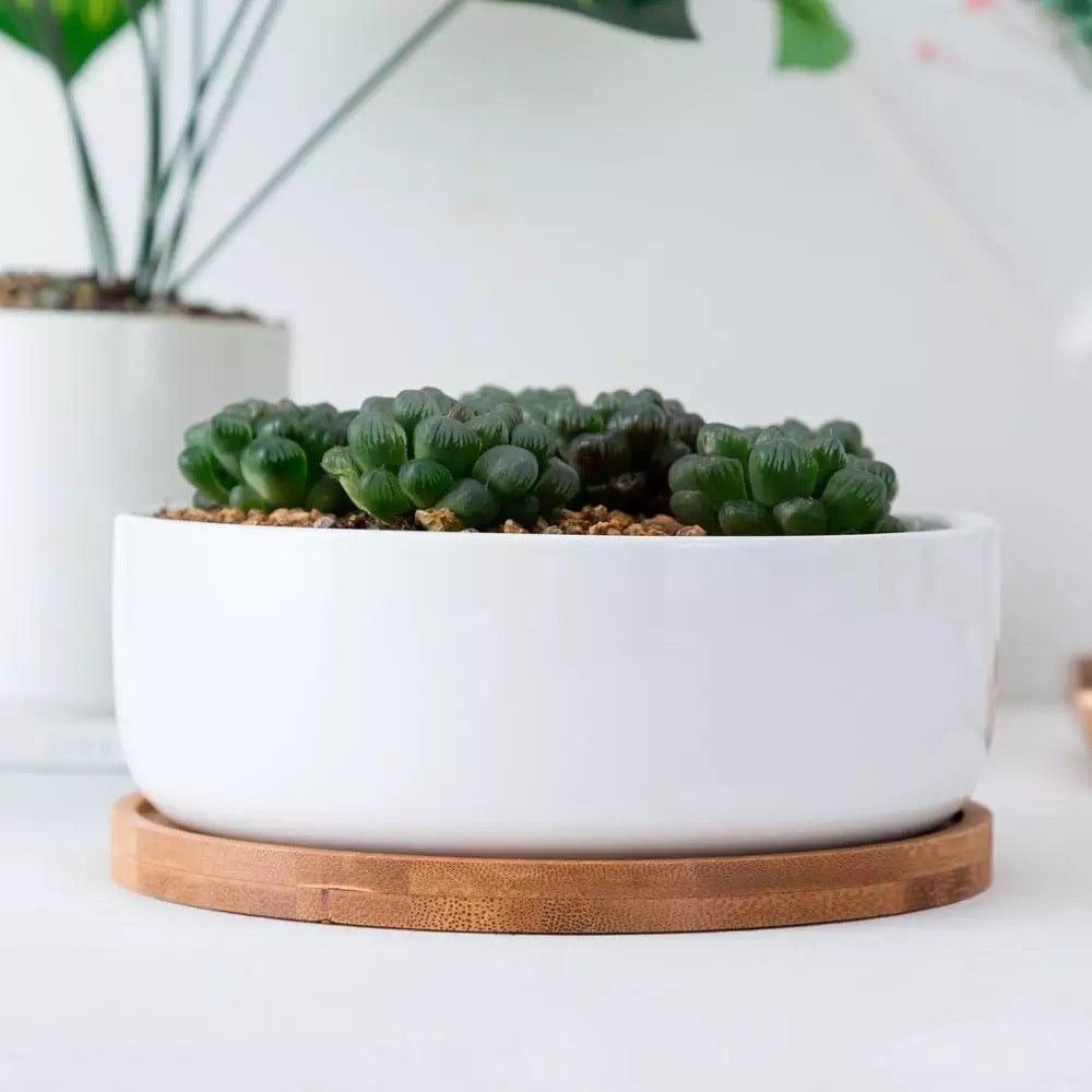 Round Succulent Dish with Bamboo Saucer