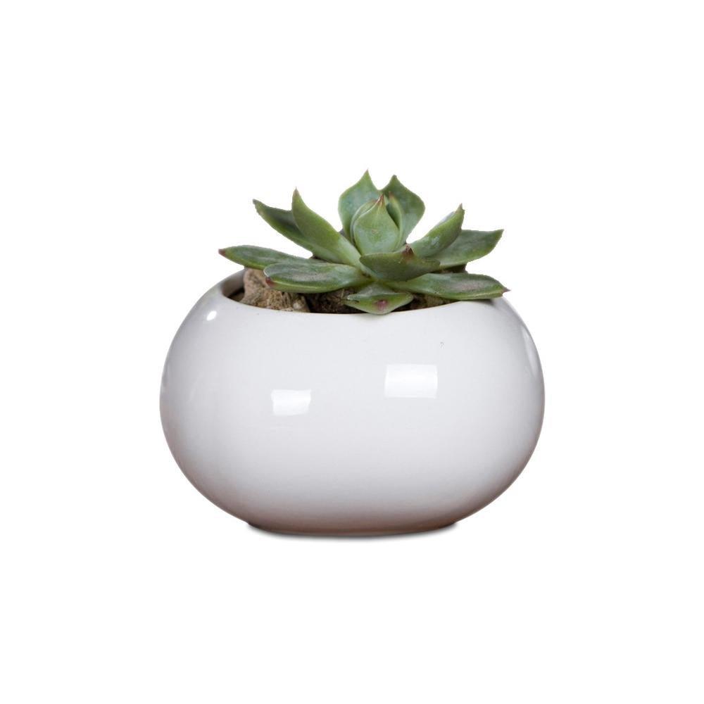 Roundish Square Porcelain Ceramic Succulent Desk Pot