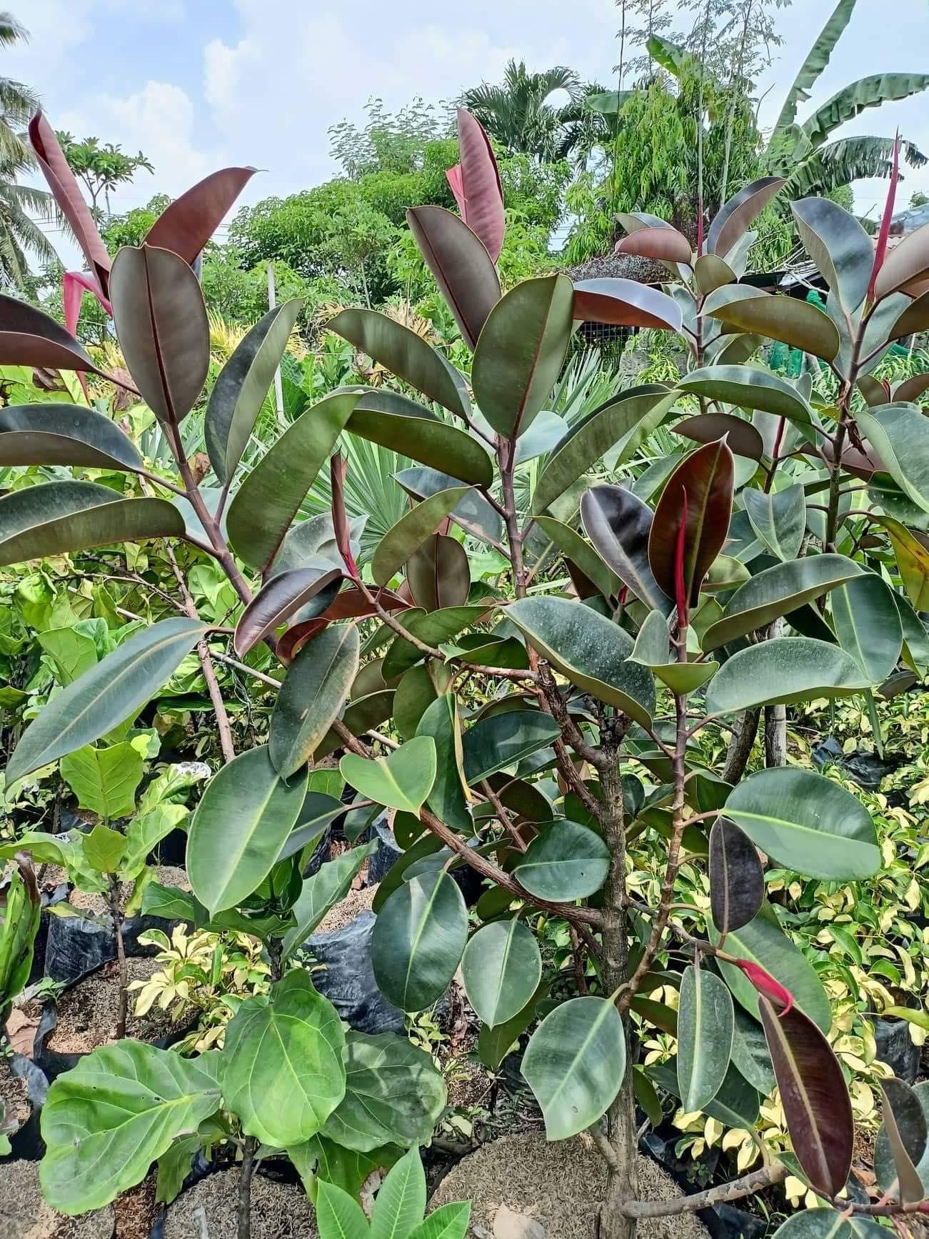 Rubber Tree Dark Burgundy