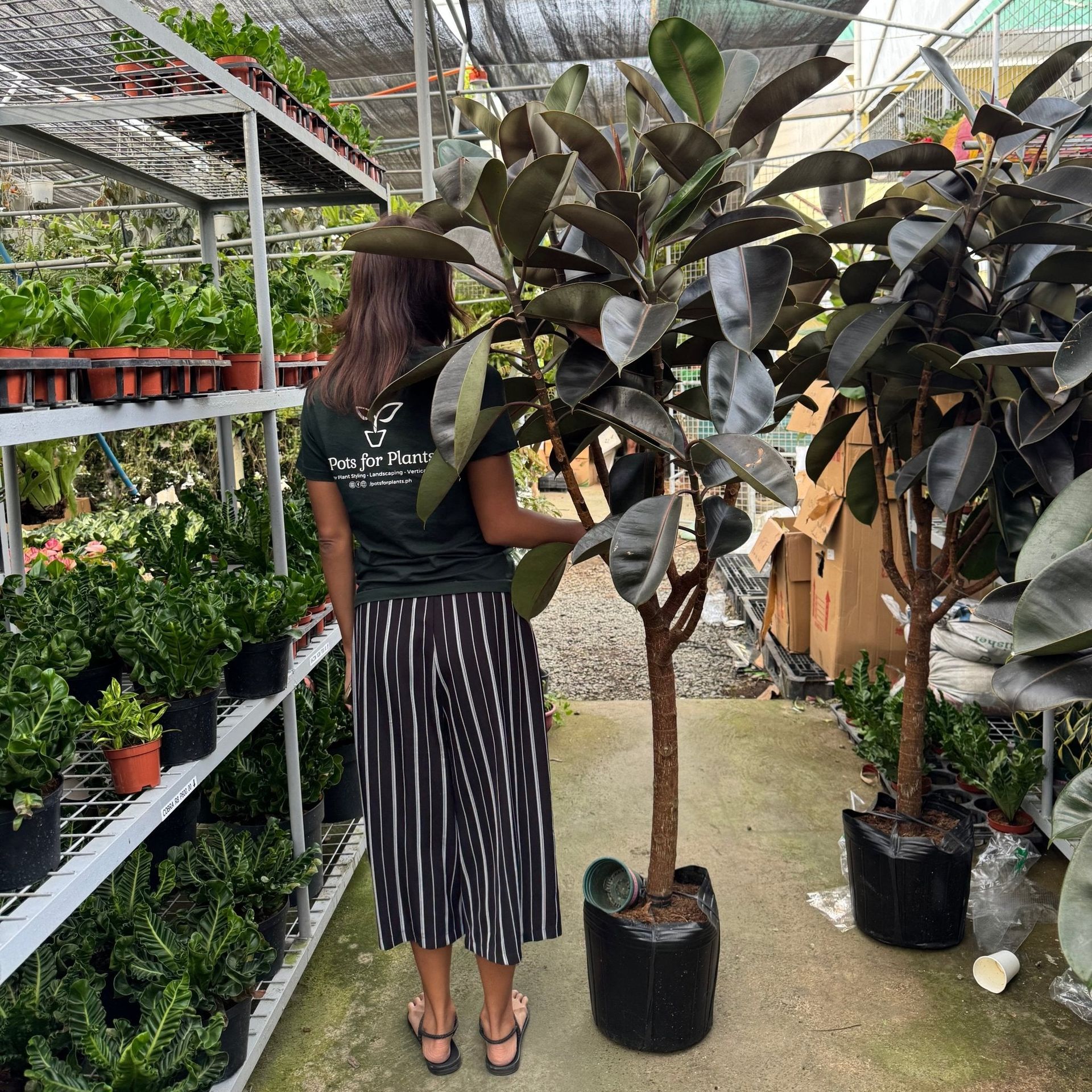 Rubber Tree Dark Burgundy