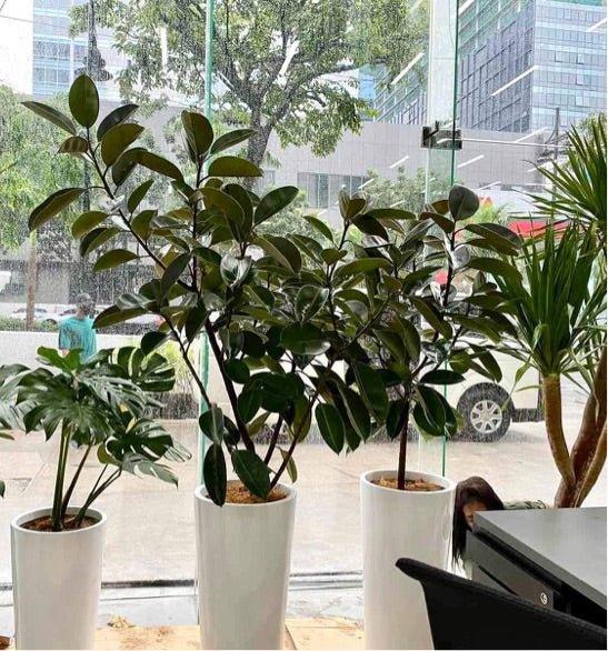 Rubber Tree Dark Burgundy