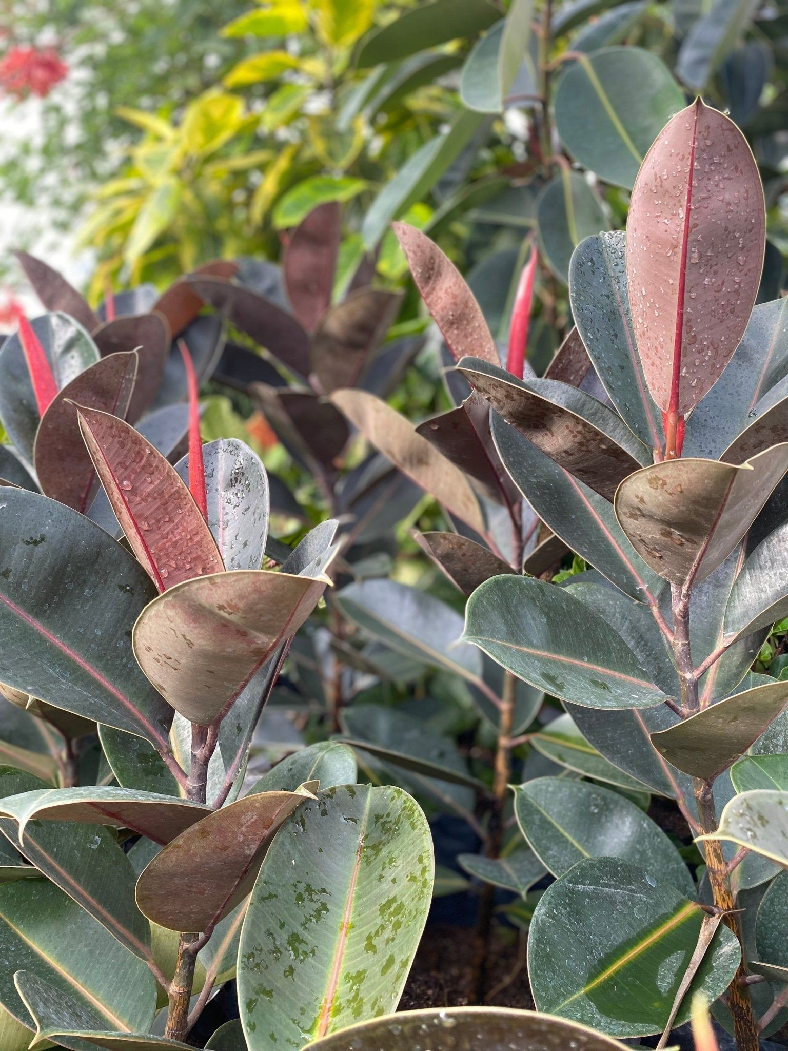 Rubber Tree (Ficus elastica) Dark Prince