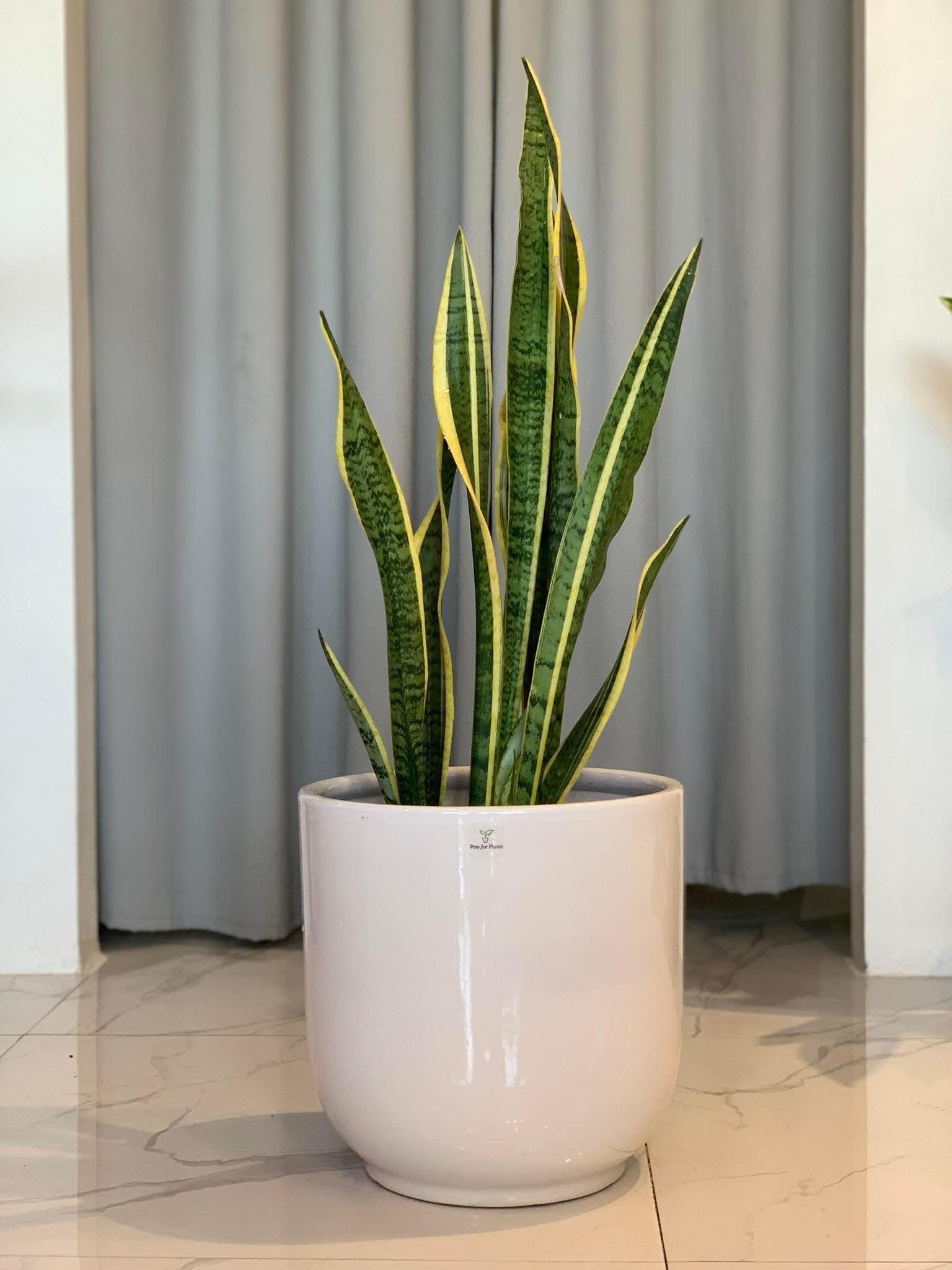 Sanseviera Laurentii