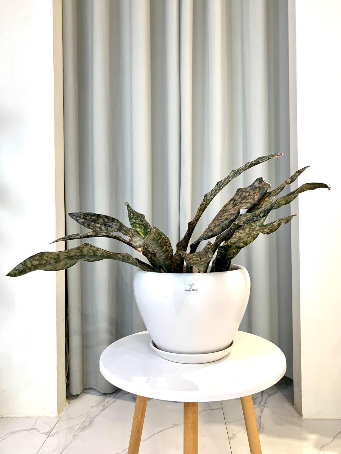 Sansevieria kirkii coppertone