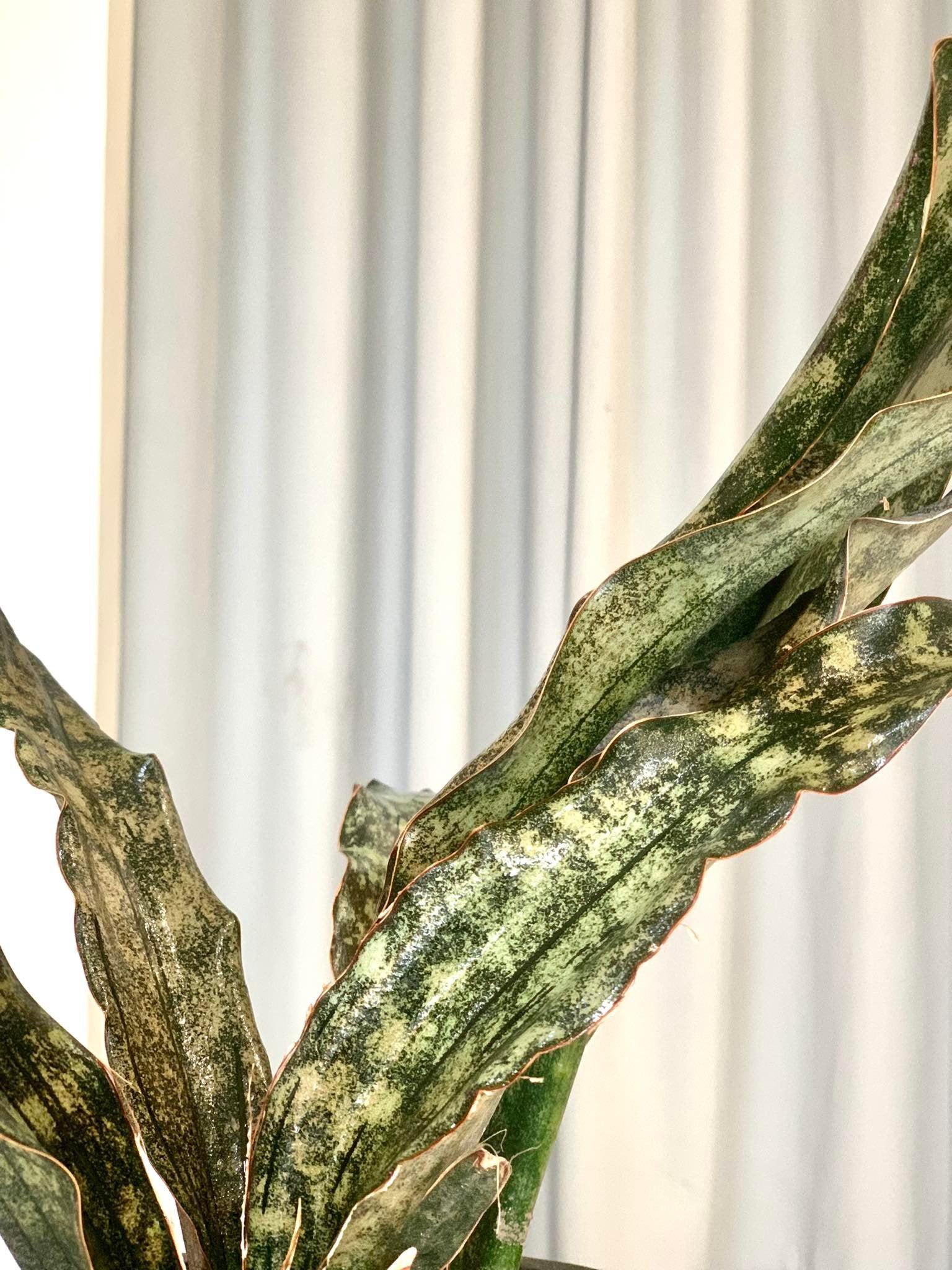 Sansevieria kirkii coppertone