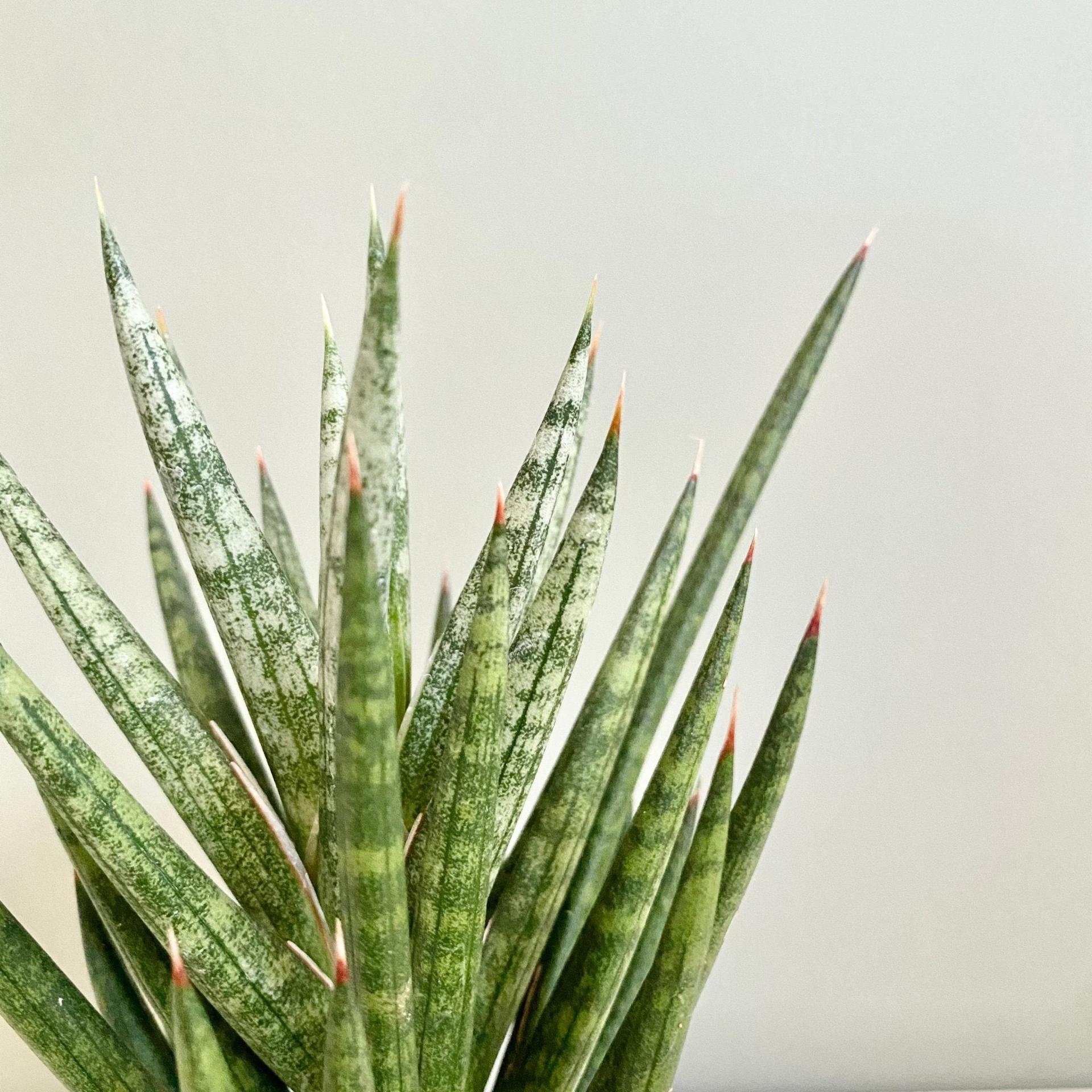 Sansevieria Fisheri