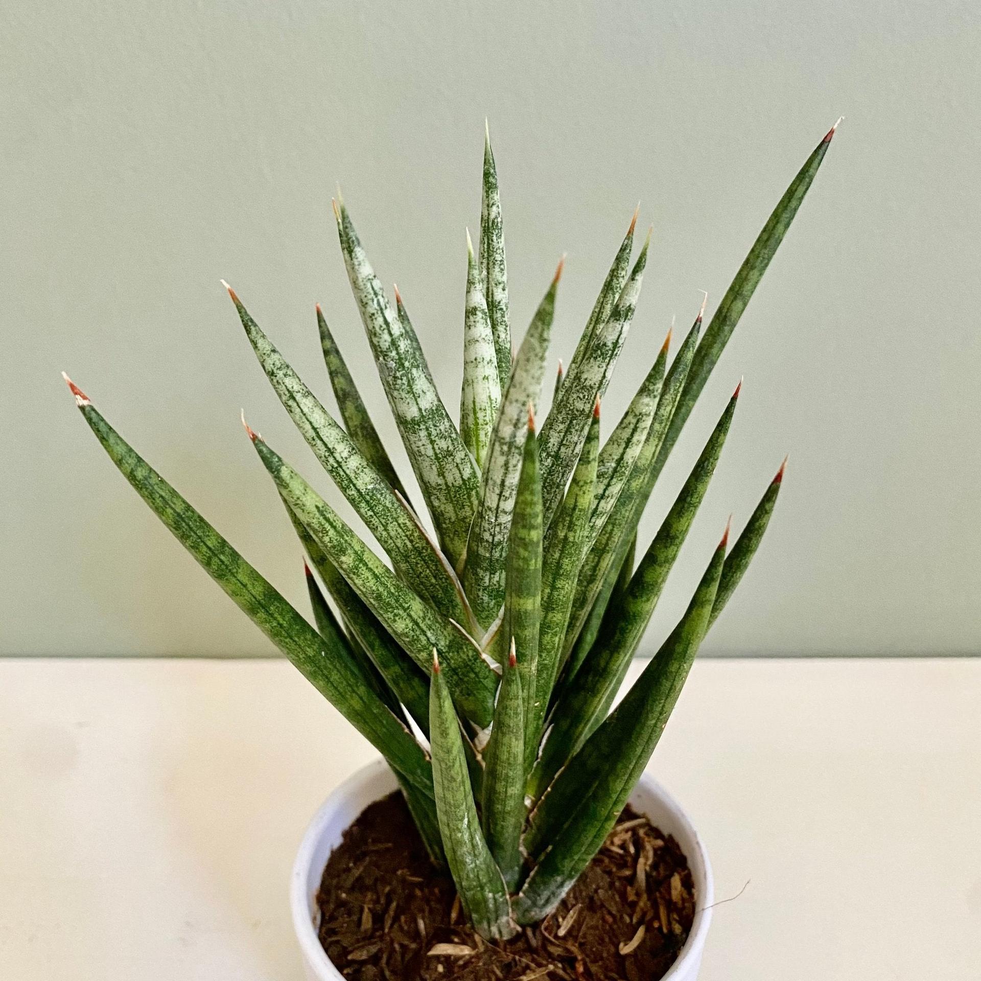 Sansevieria Fisheri
