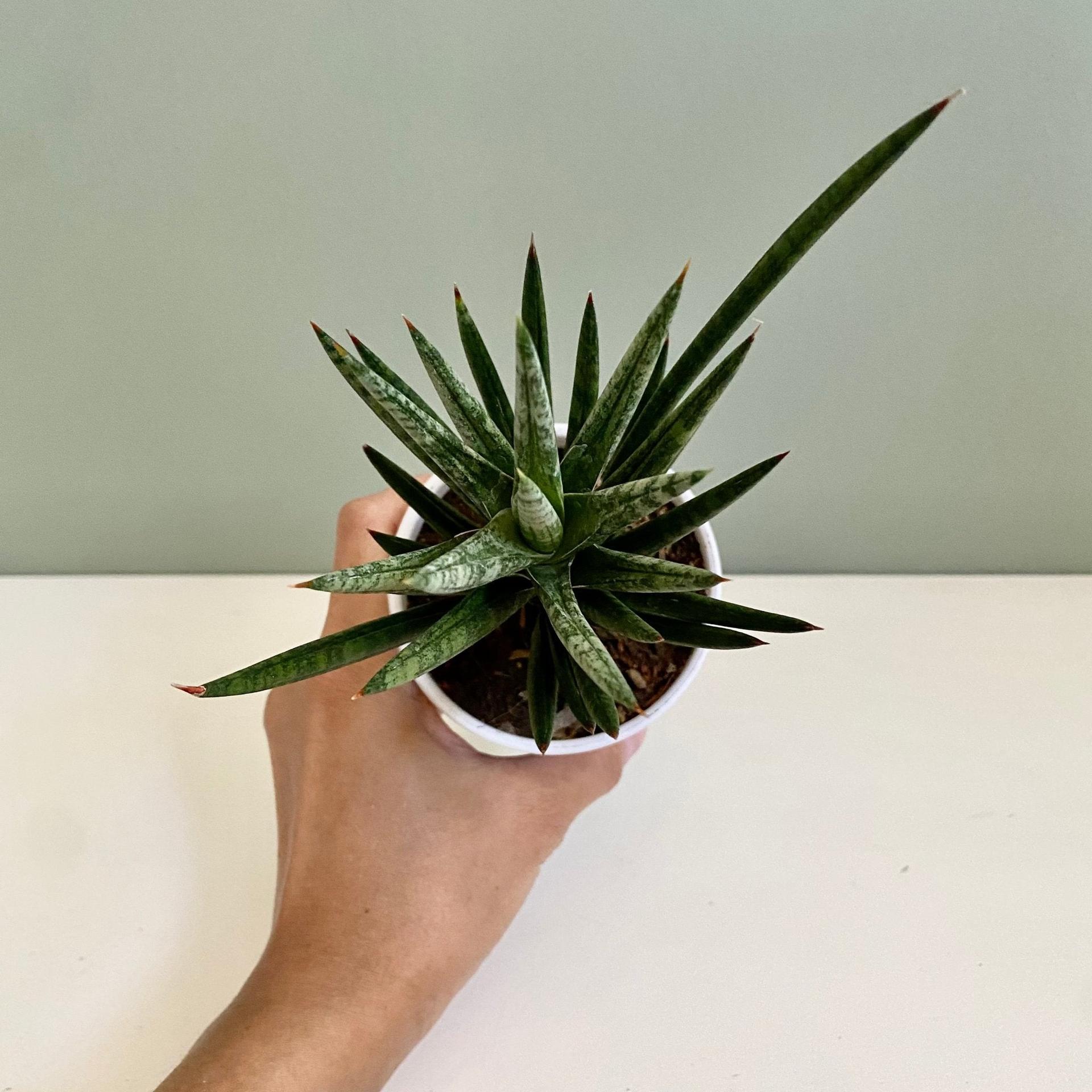 Sansevieria Fisheri