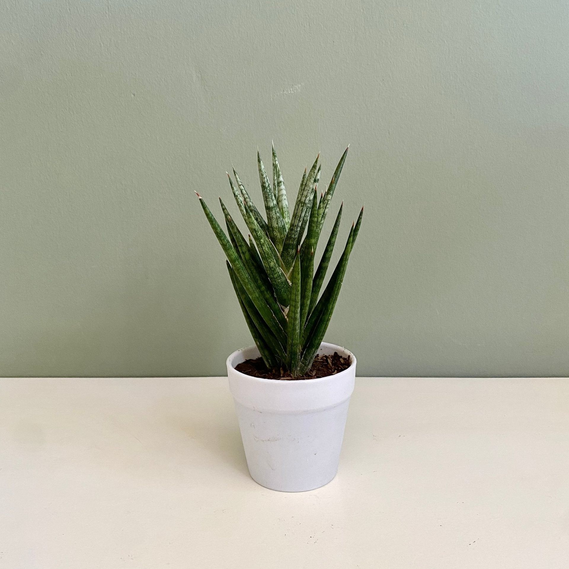 Sansevieria Fisheri