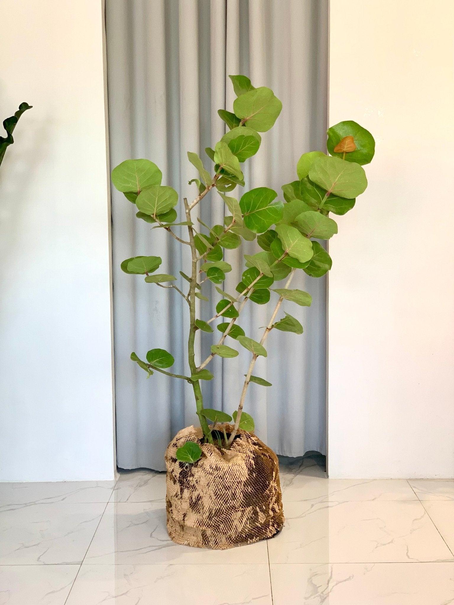 Sea Grapes Tree