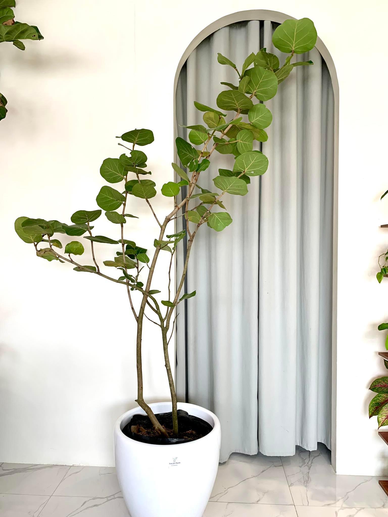 Sea Grapes Tree