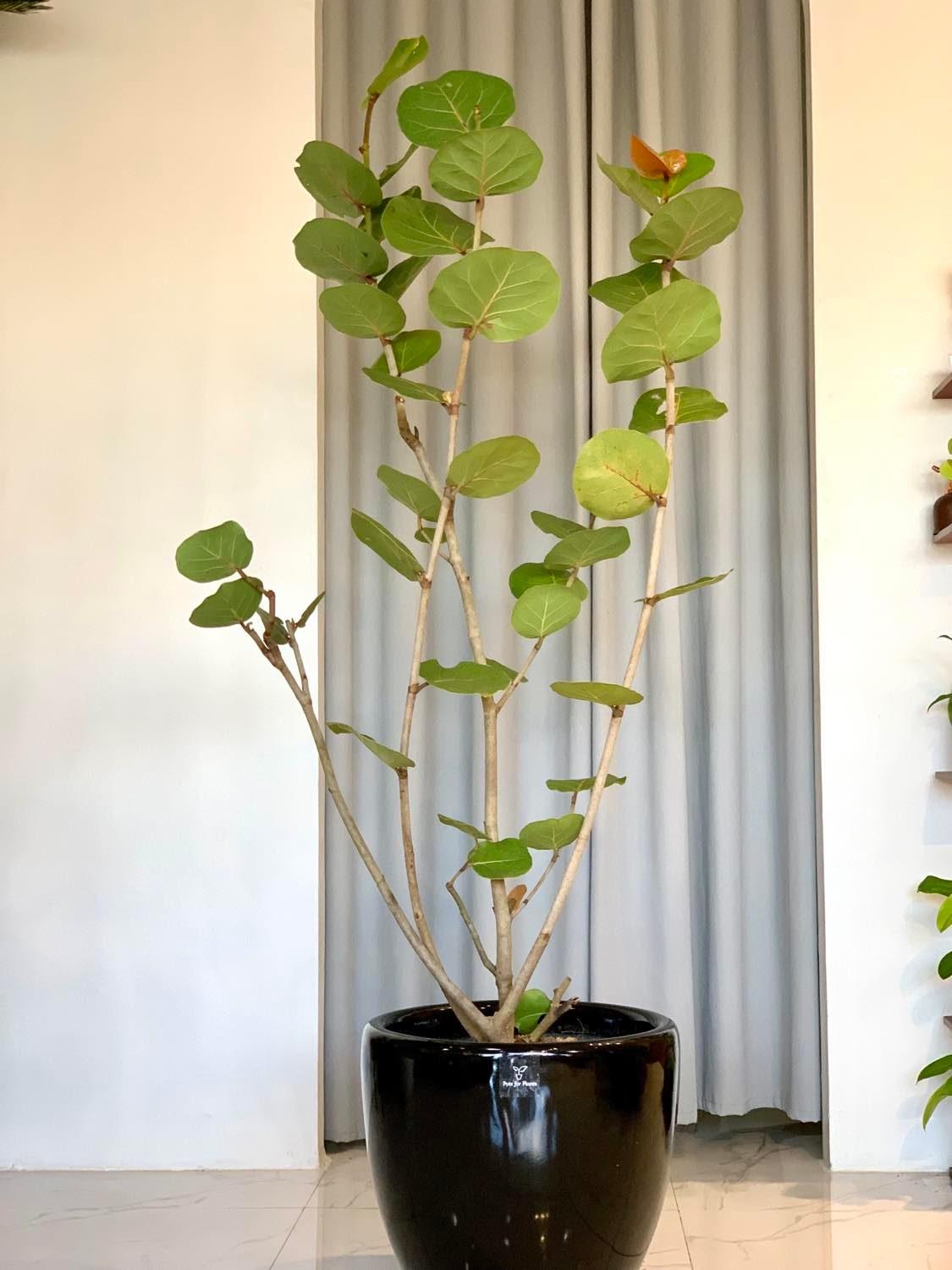 Sea Grapes Tree