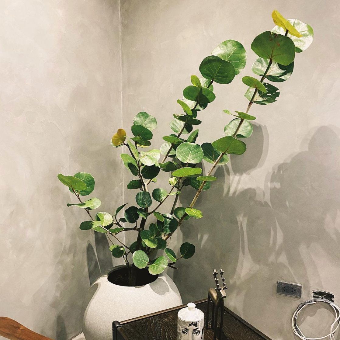 Sea Grapes Tree
