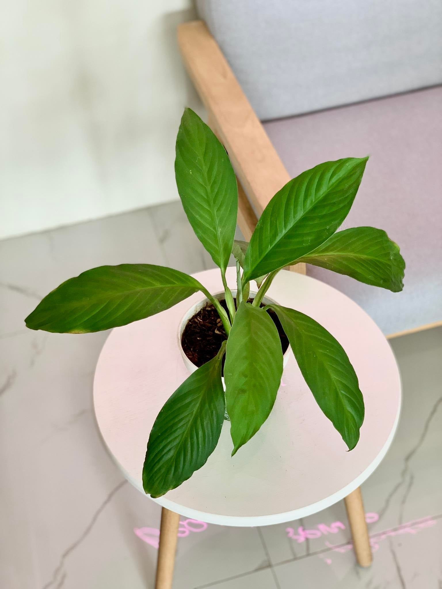 Peace Lily Sensation Plant - A Complete Guide