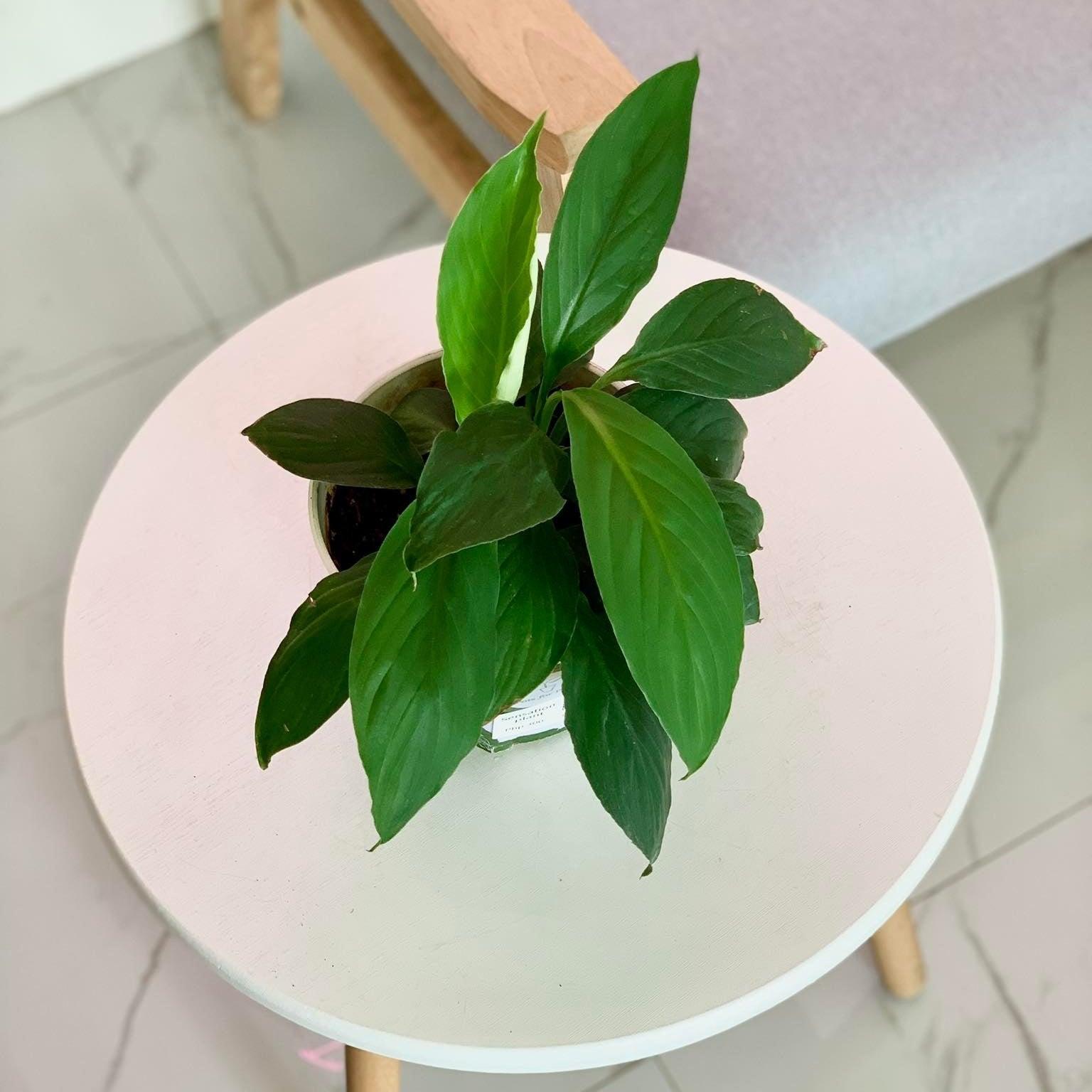 Peace Lily Sensation Plant - A Complete Guide