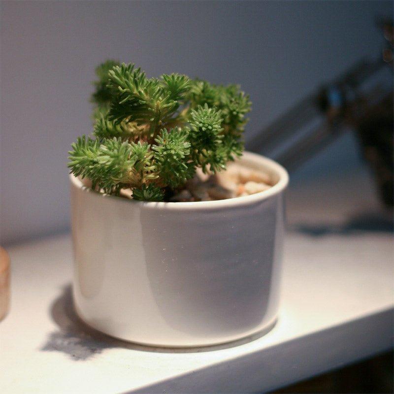 Short Cylinder Porcelain Succulent Desk Pot