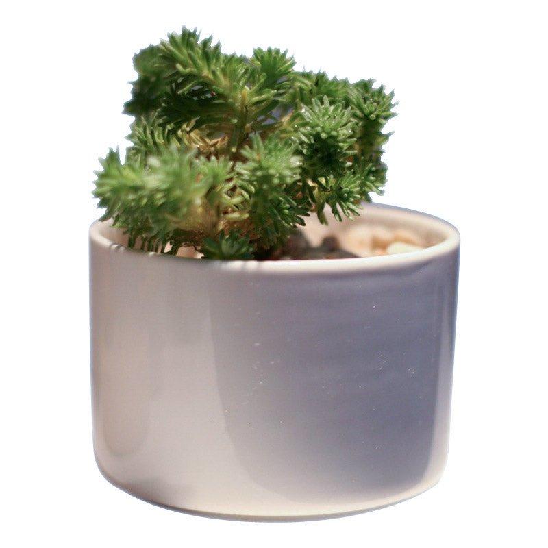 Short Cylinder Porcelain Succulent Desk Pot