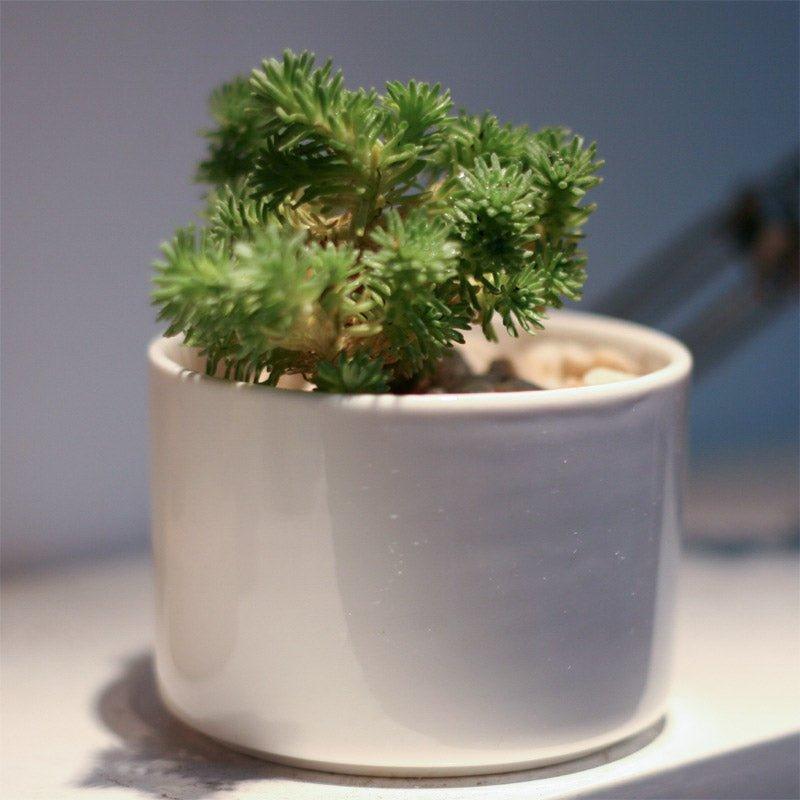 Short Cylinder Porcelain Succulent Desk Pot