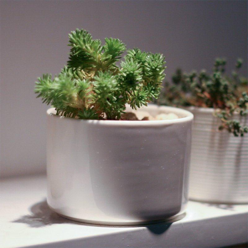 Short Cylinder Porcelain Succulent Desk Pot