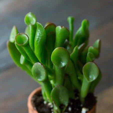 Shrek Ears Succulent