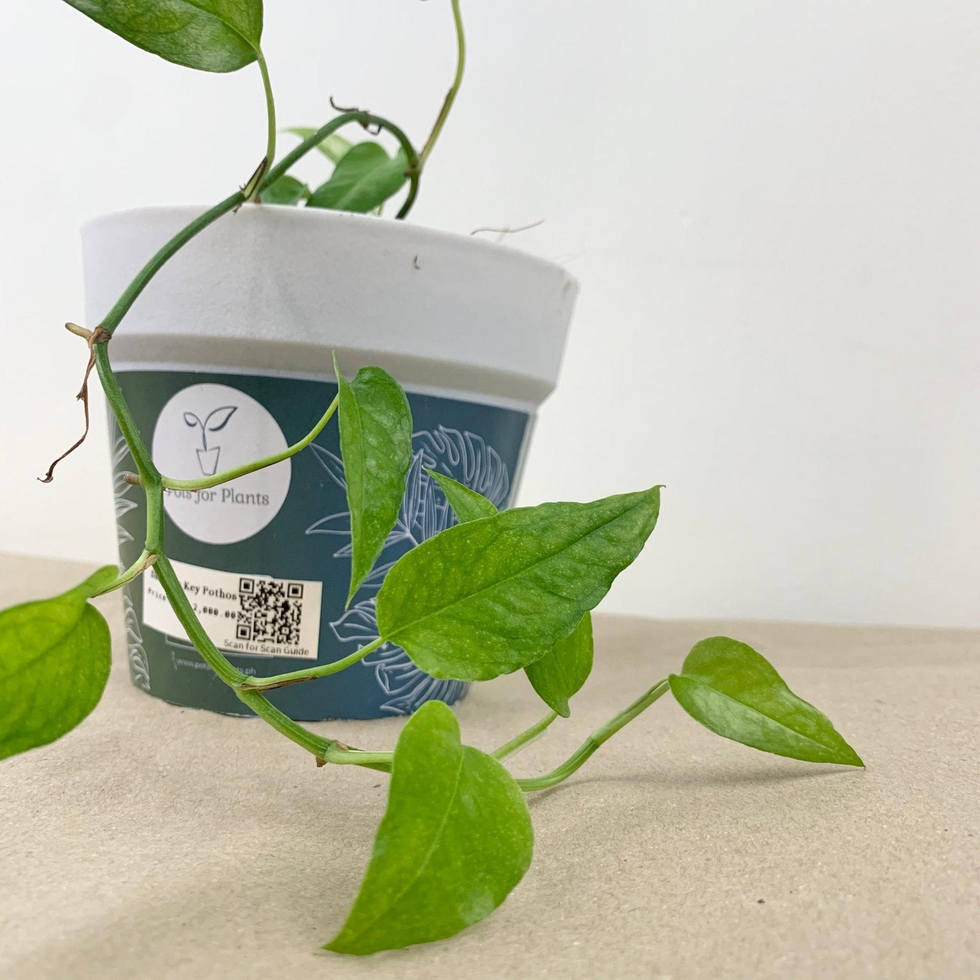 Skeleton Key Pothos