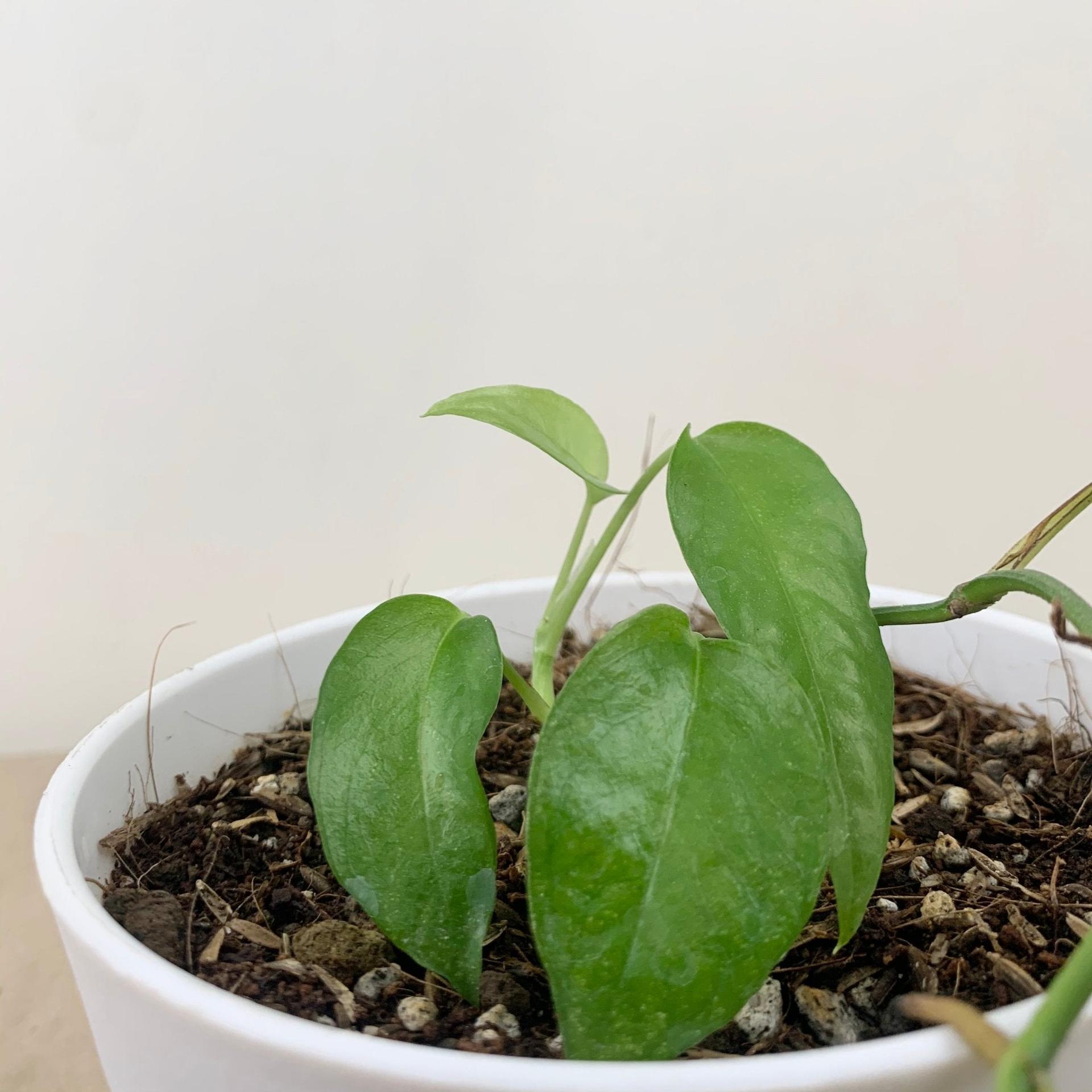 Skeleton Key Pothos