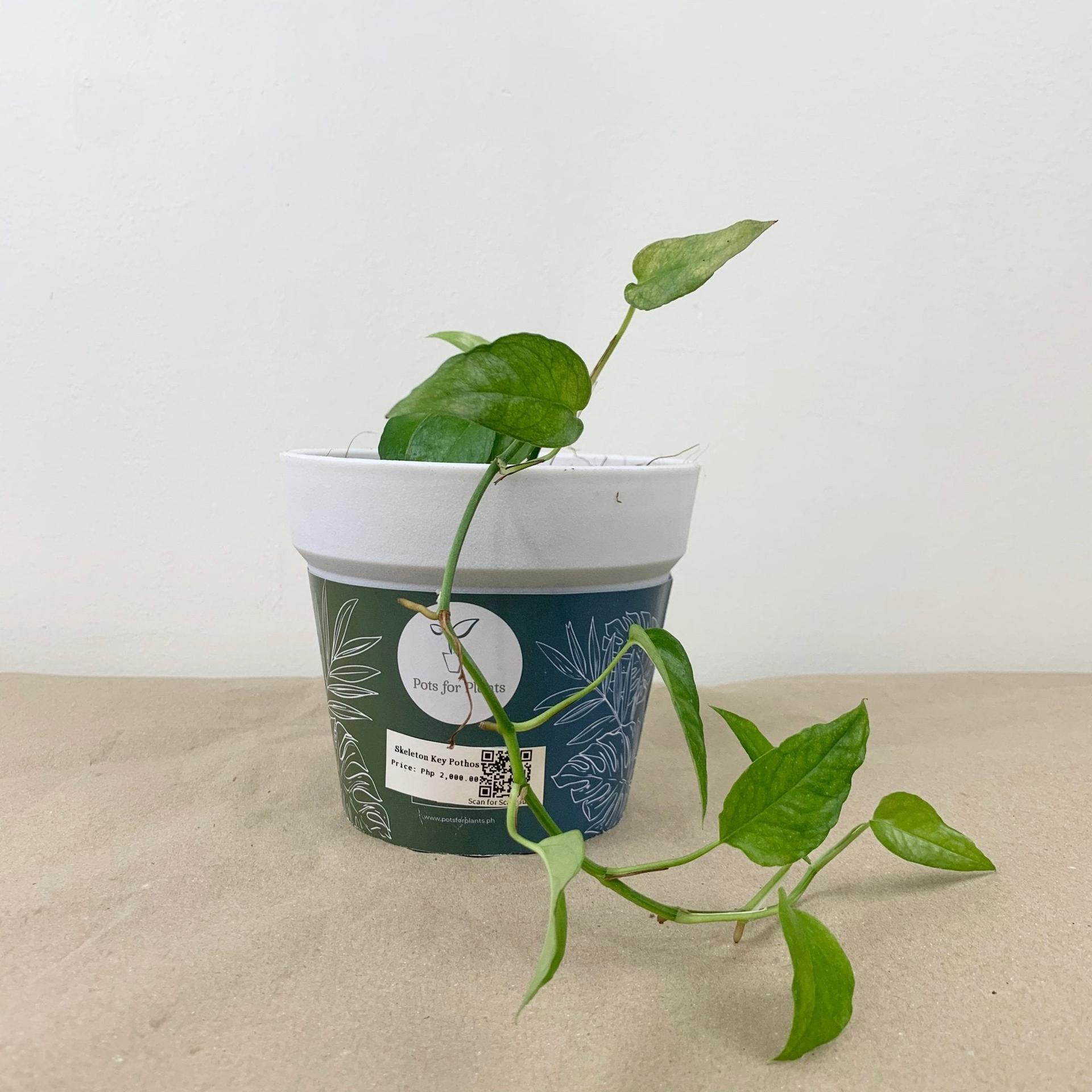 Skeleton Key Pothos