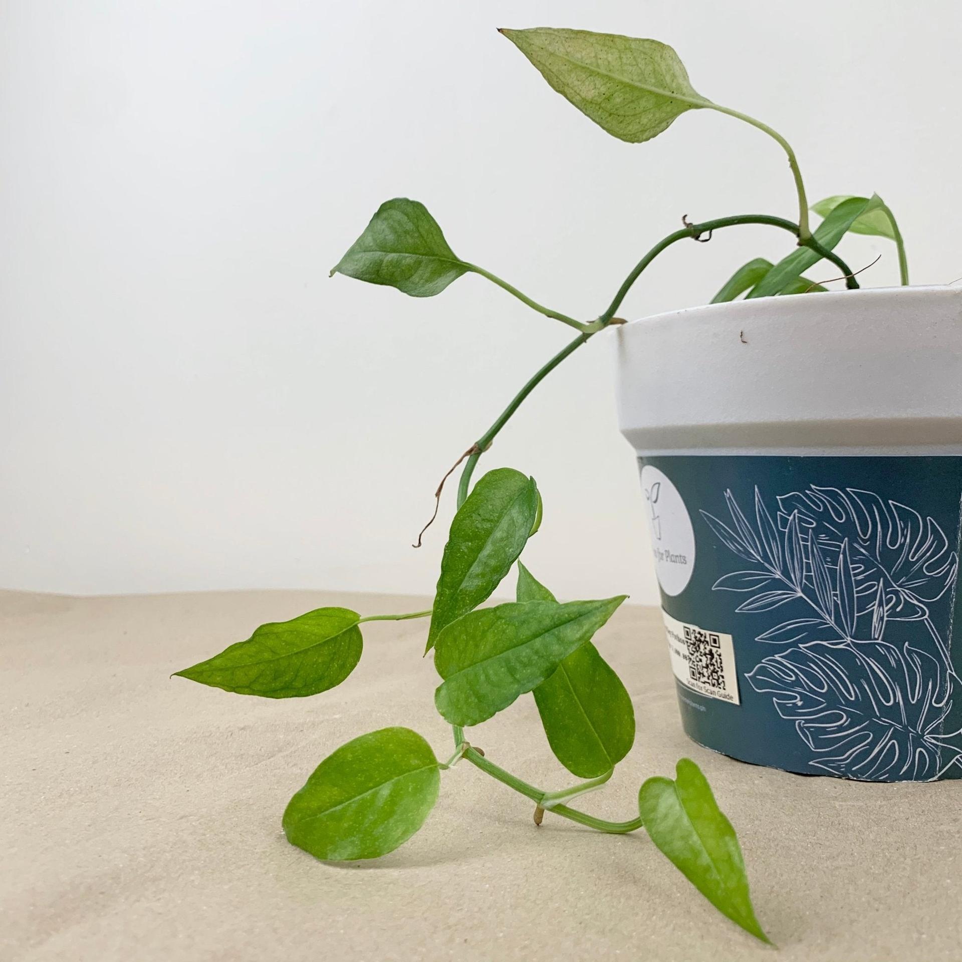 Skeleton Key Pothos