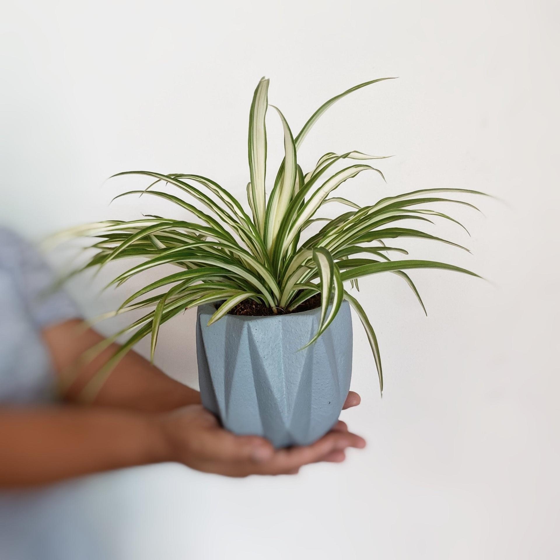 Spider Plant - A Comprehensive Guide for Beginners