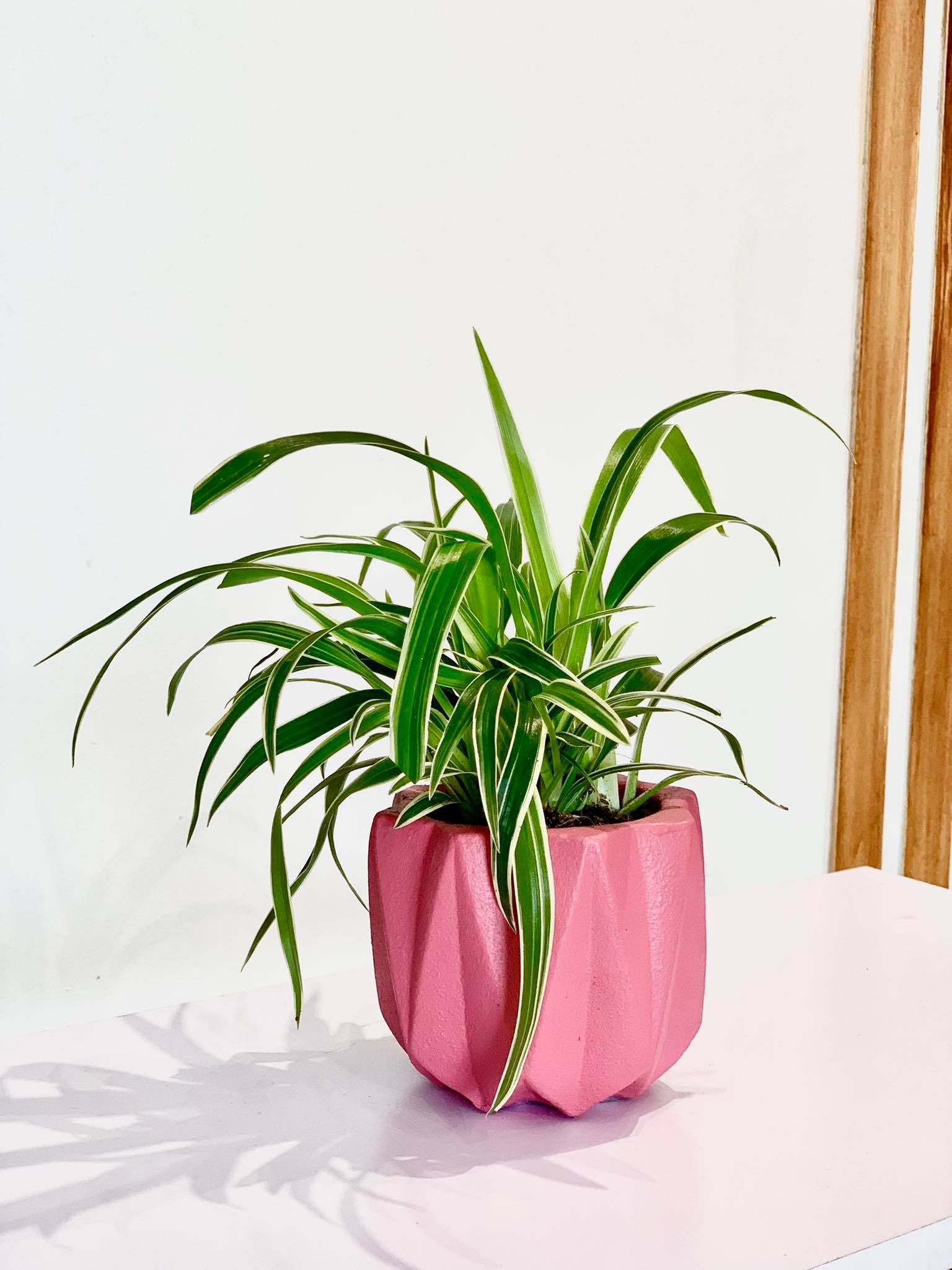 Spider Plant - A Comprehensive Guide for Beginners