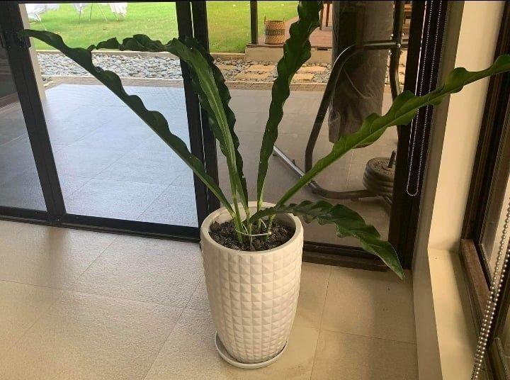 Tall White Vietnam Ceramic Pot