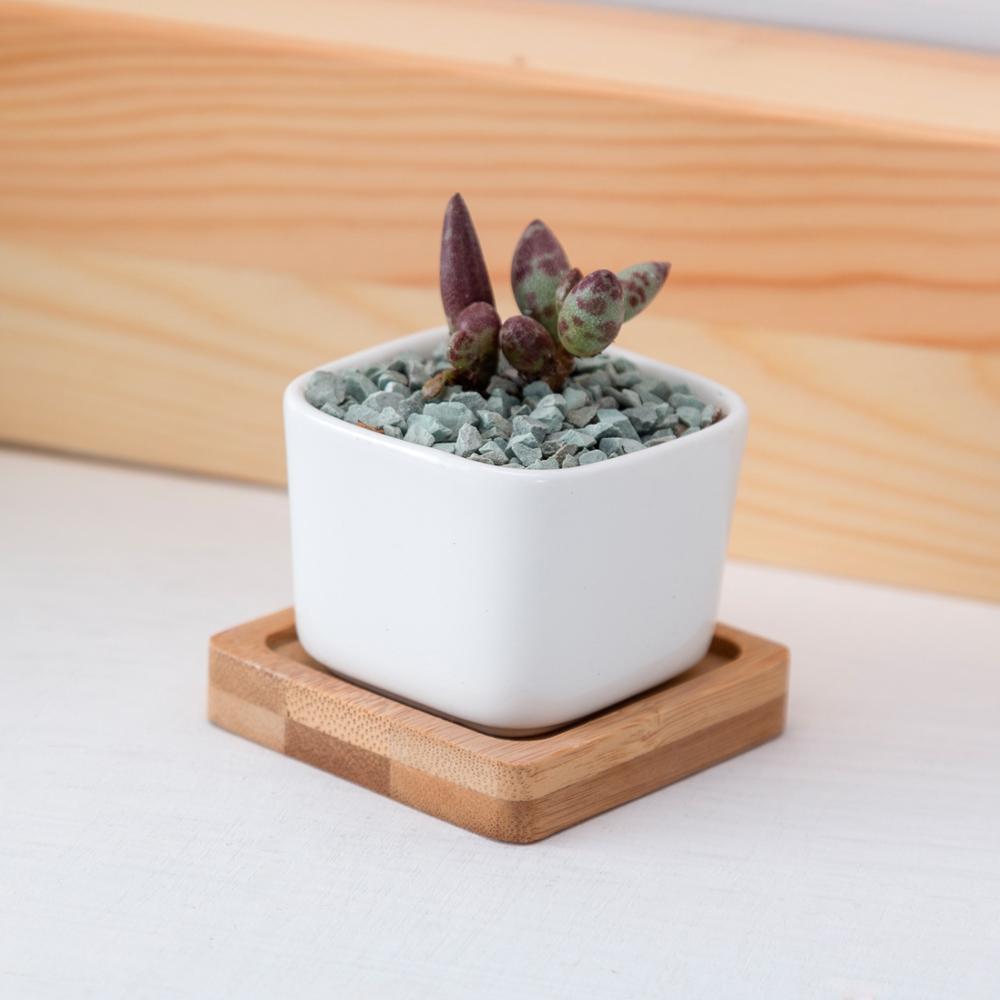 Token Size Square Succulent Porcelain Pot