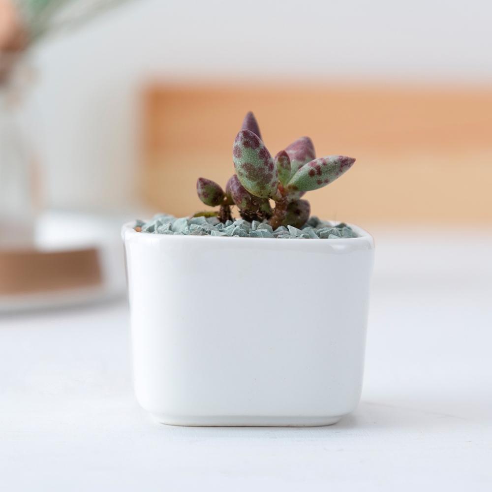 Token Size Square Succulent Porcelain Pot