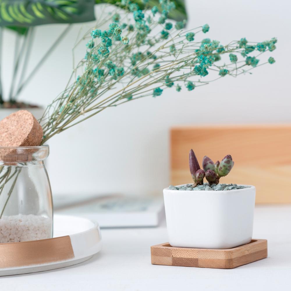Token Size Square Succulent Porcelain Pot
