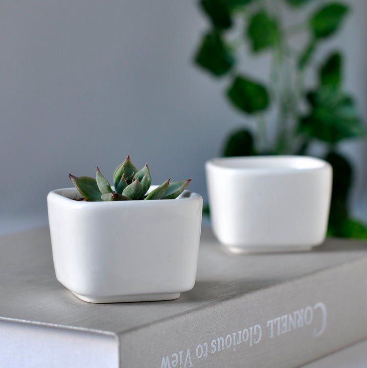 Token Size Square Succulent Porcelain Pot