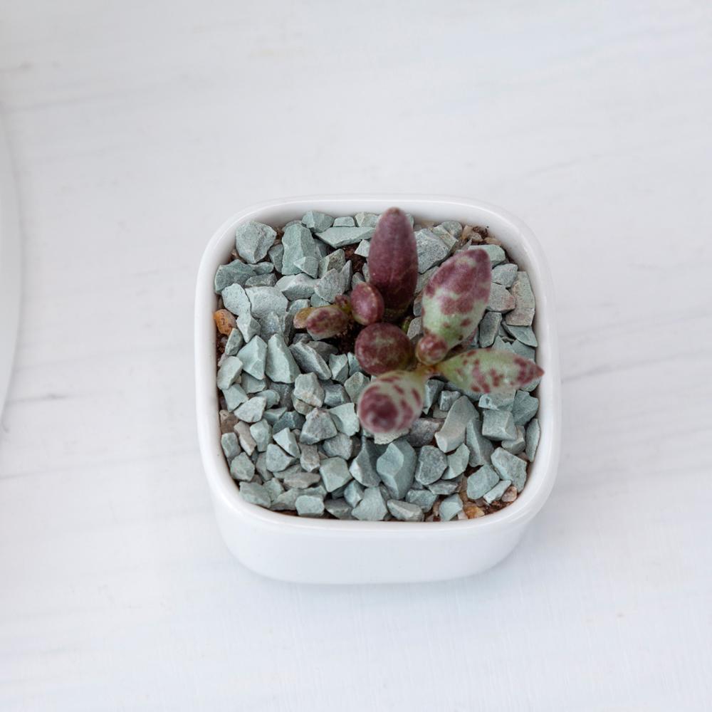Token Size Square Succulent Porcelain Pot