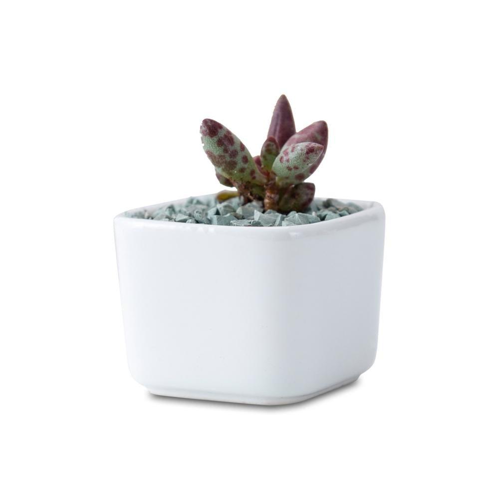 Token Size Square Succulent Porcelain Pot