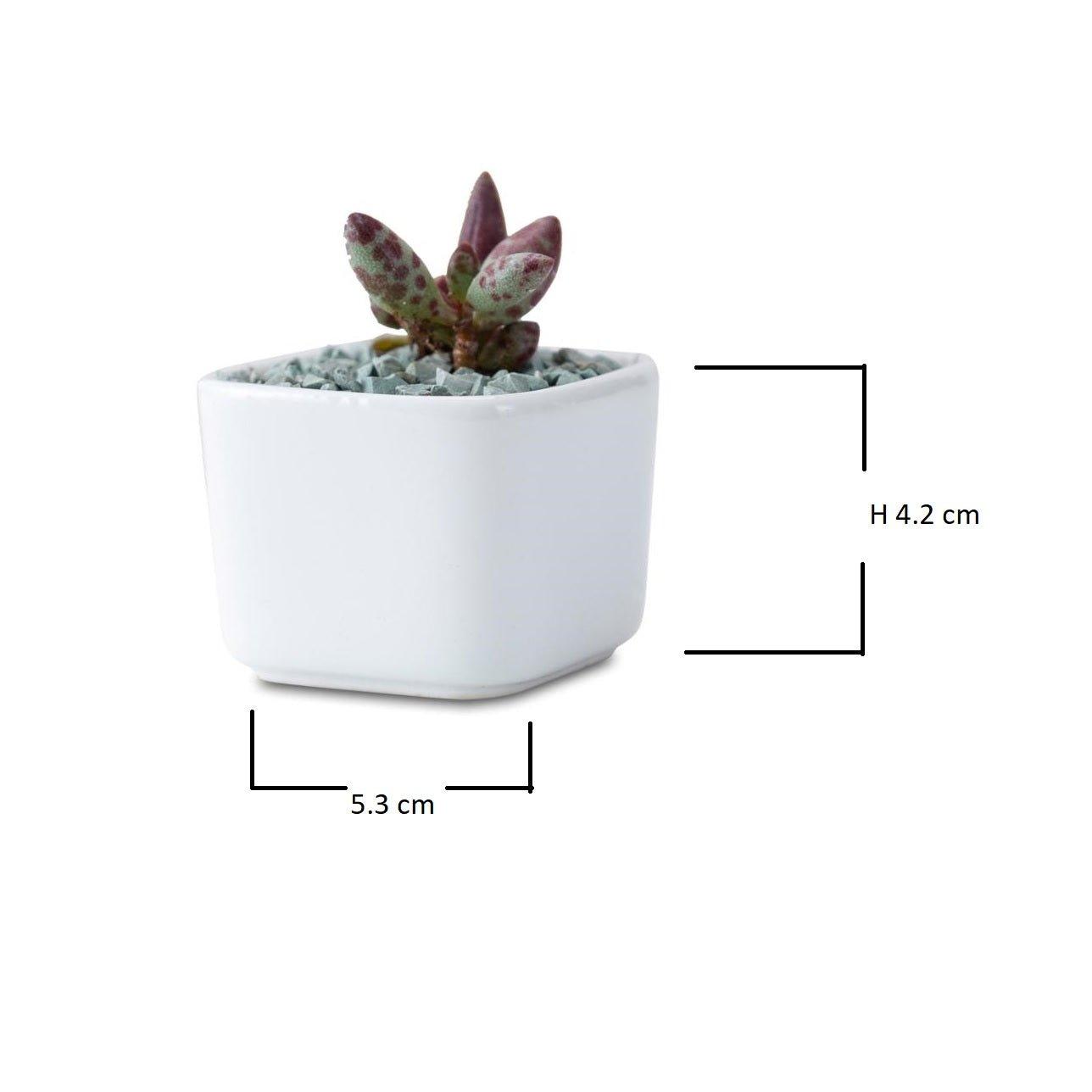 Token Size Square Succulent Porcelain Pot