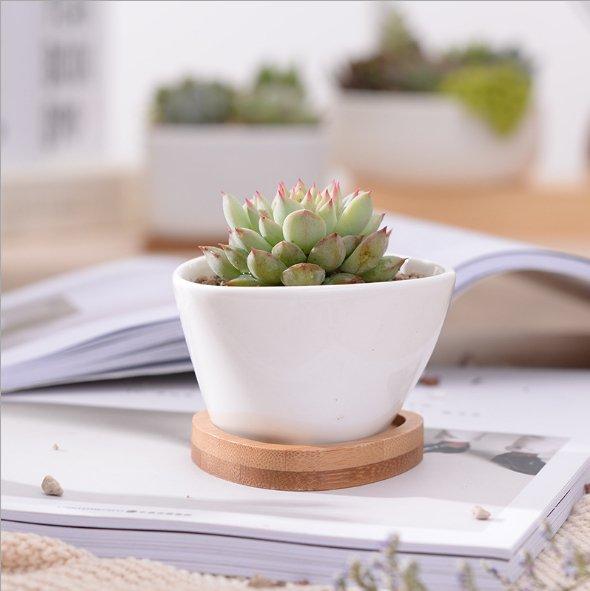 Token Size Triangular Porcelain Pot with Bamboo Saucer