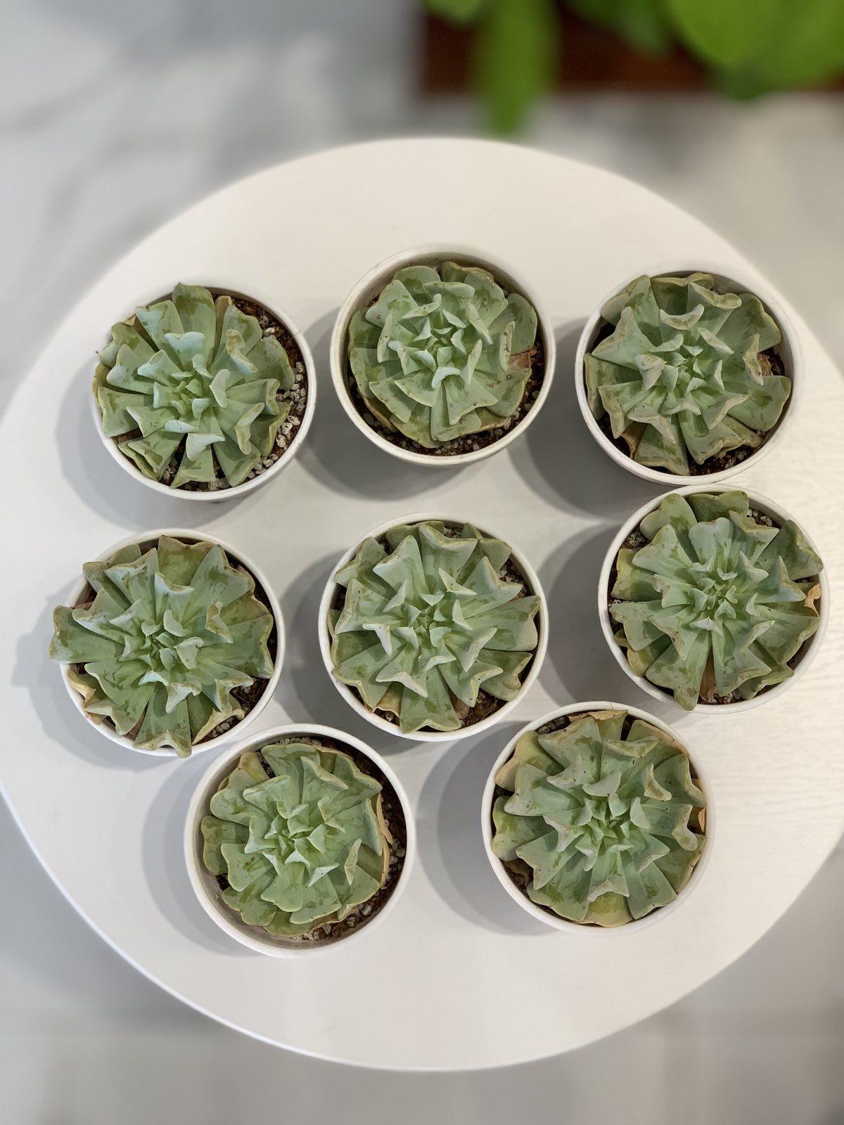 Topsy Turvy Succulent