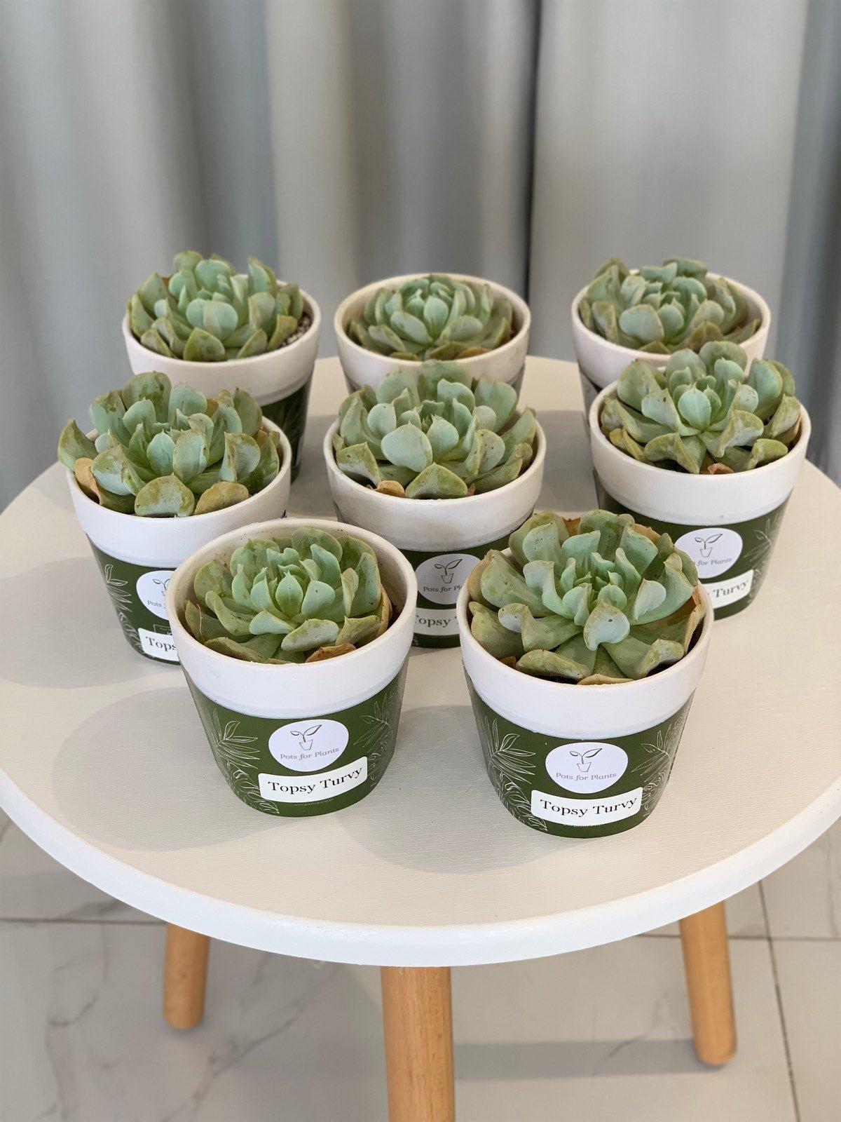 Topsy Turvy Succulent
