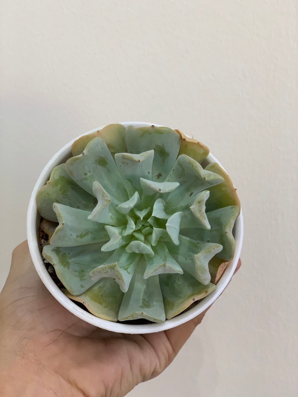 Topsy Turvy Succulent