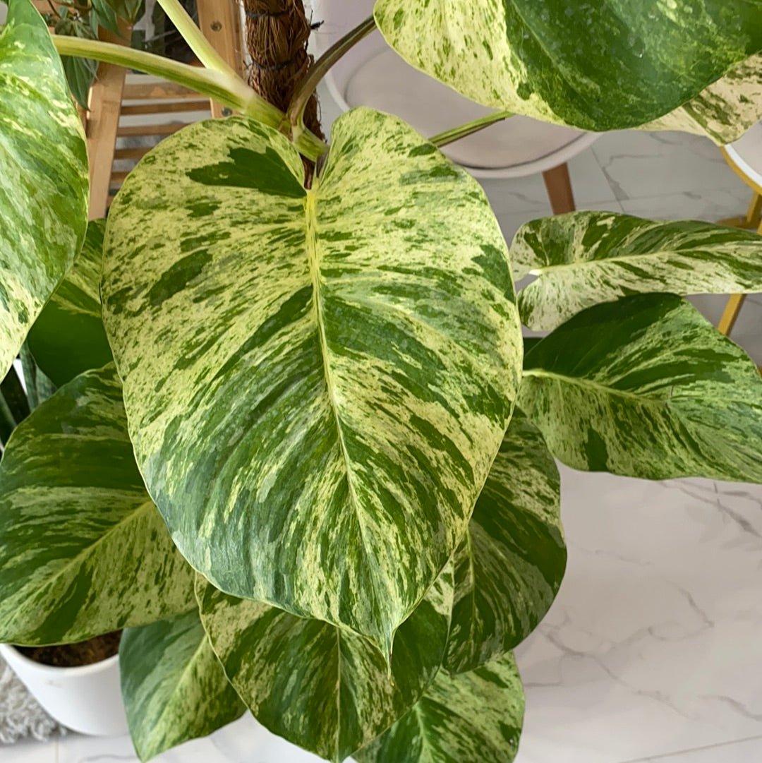 Trailing Giant Marble Pothos