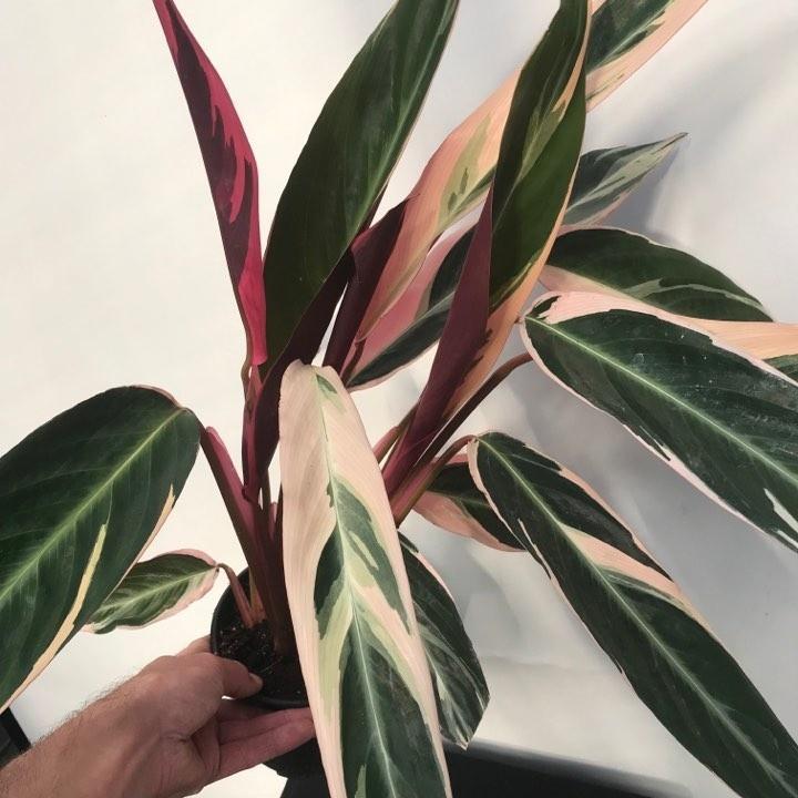 Triostar stromanthe
