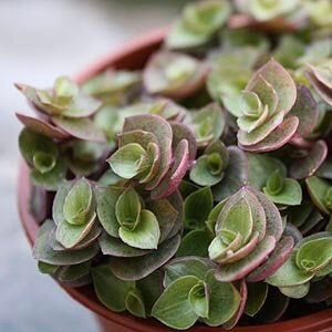 Turtle Vine (Callisia repens) Succulent