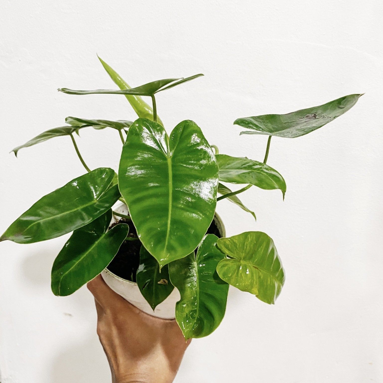 Philodendron Burle Marx