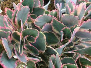 Variagated Kalanchoe Succulent (Kalanchoe fedstchenkoi variagated)