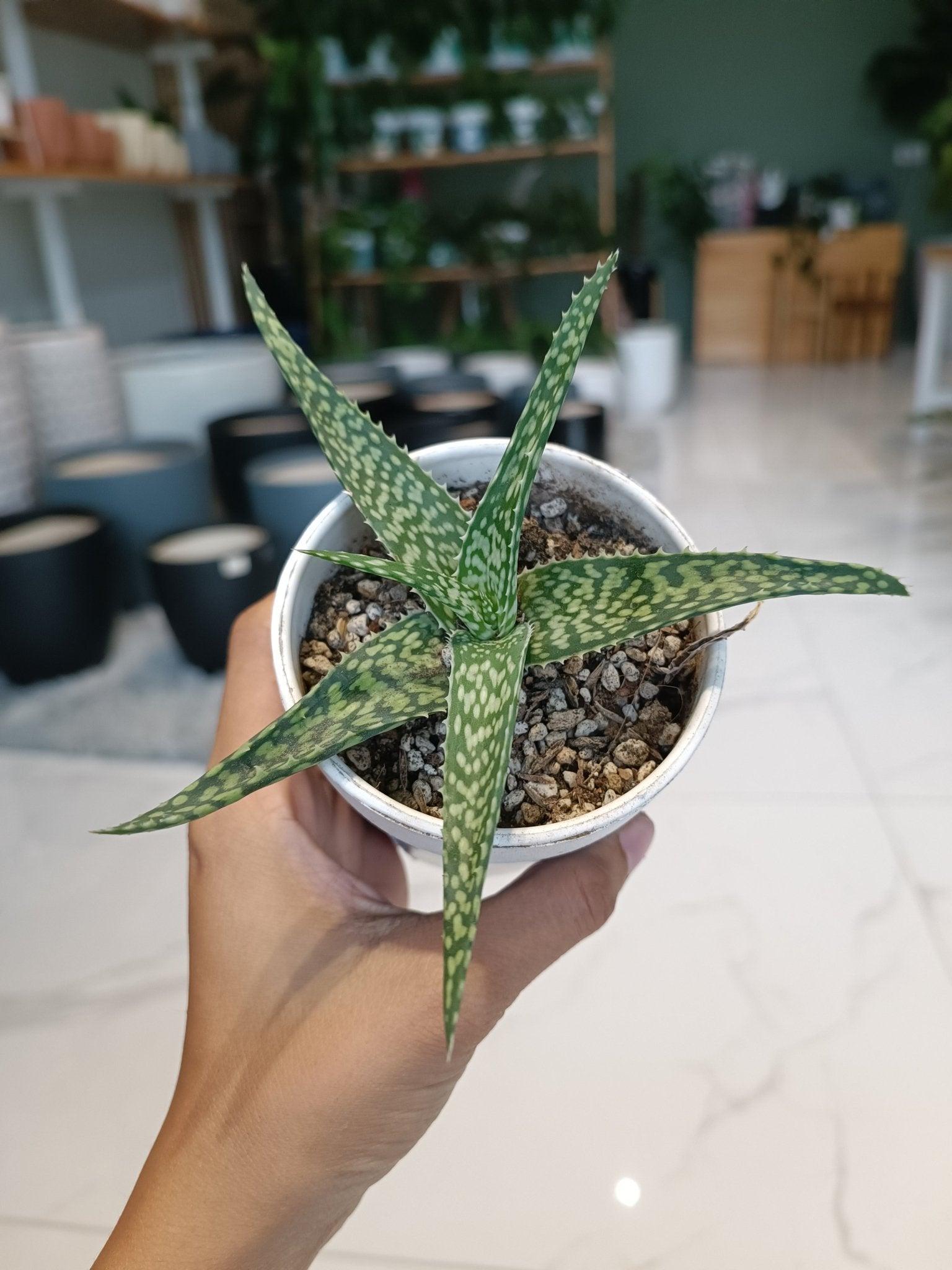 Variegated ‘Tiger’ Aloe