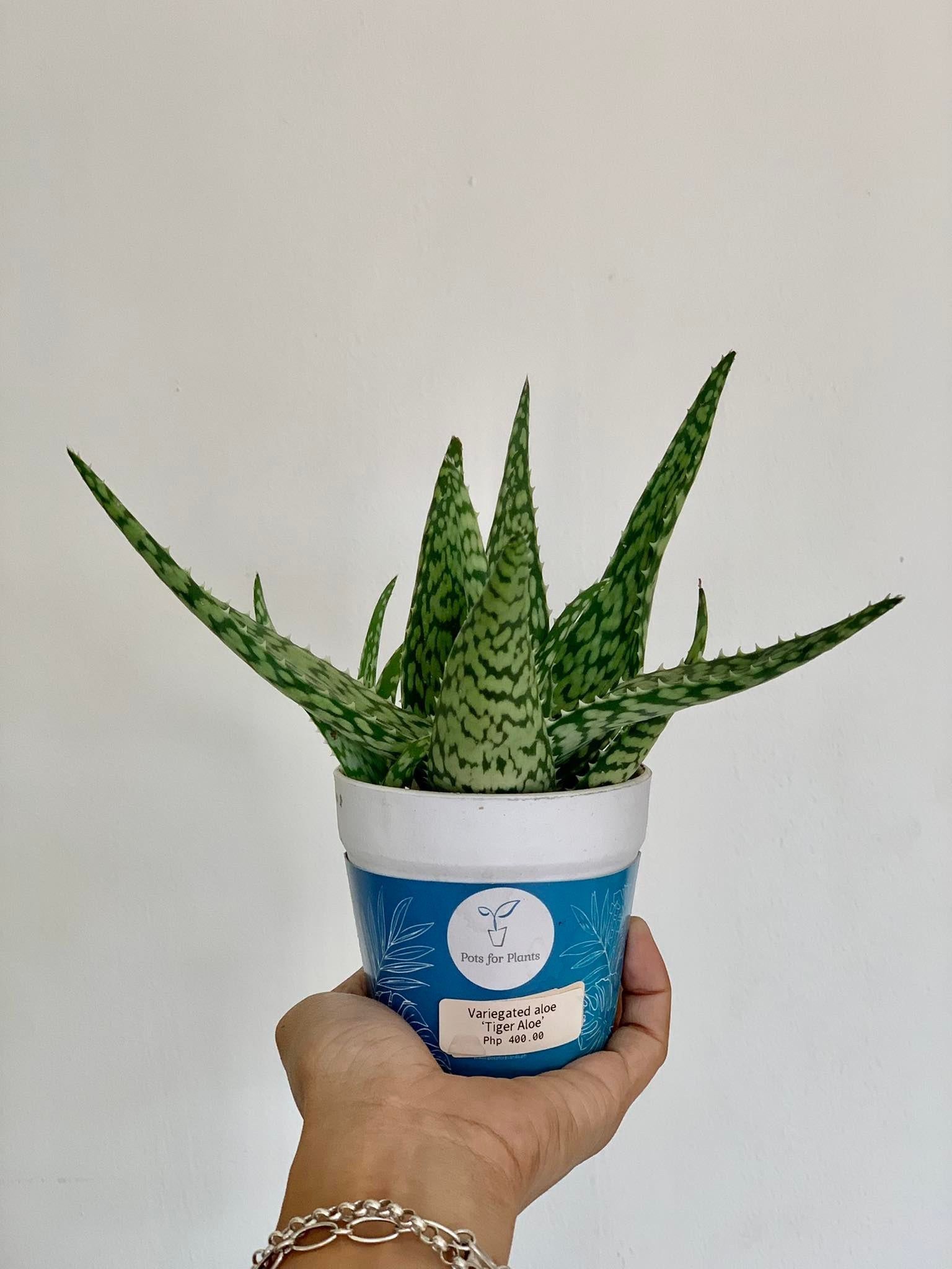 Variegated ‘Tiger’ Aloe